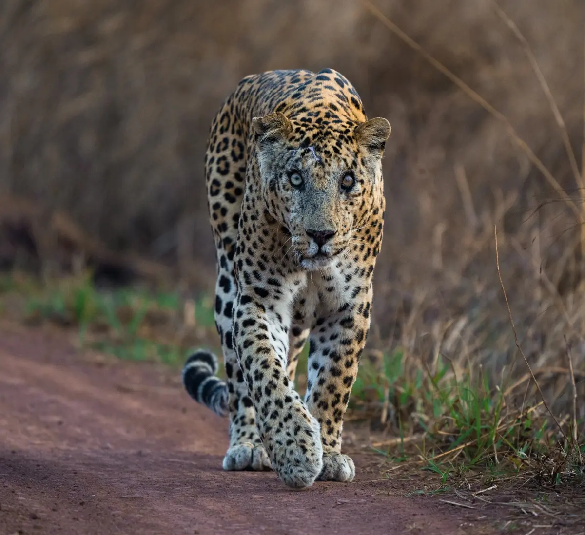 Leopard resting on a branch in dry deciduous forest at Kuno National Park