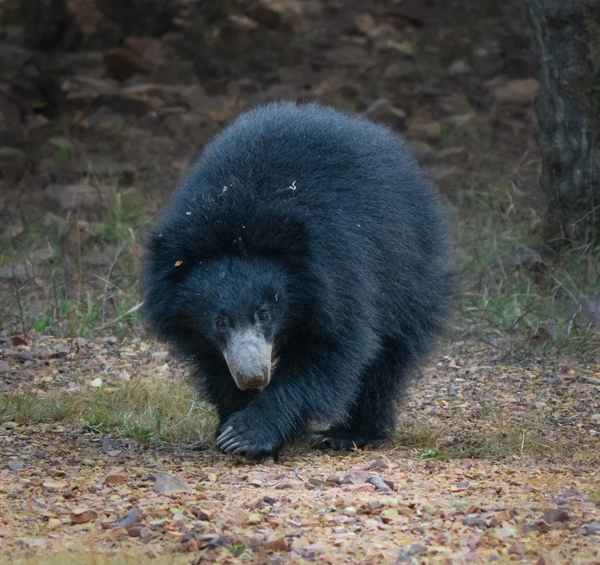Sloth bear foraging near rocky outcrops in Kuno National Park